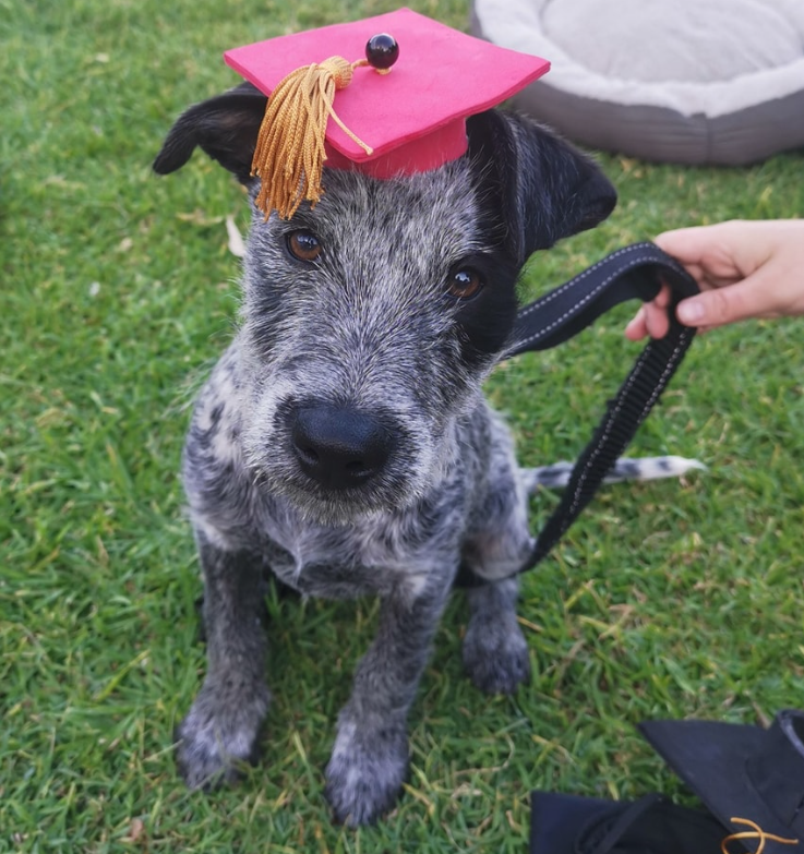 bonnells-bay-animal-hospital-puppy-school-graduate